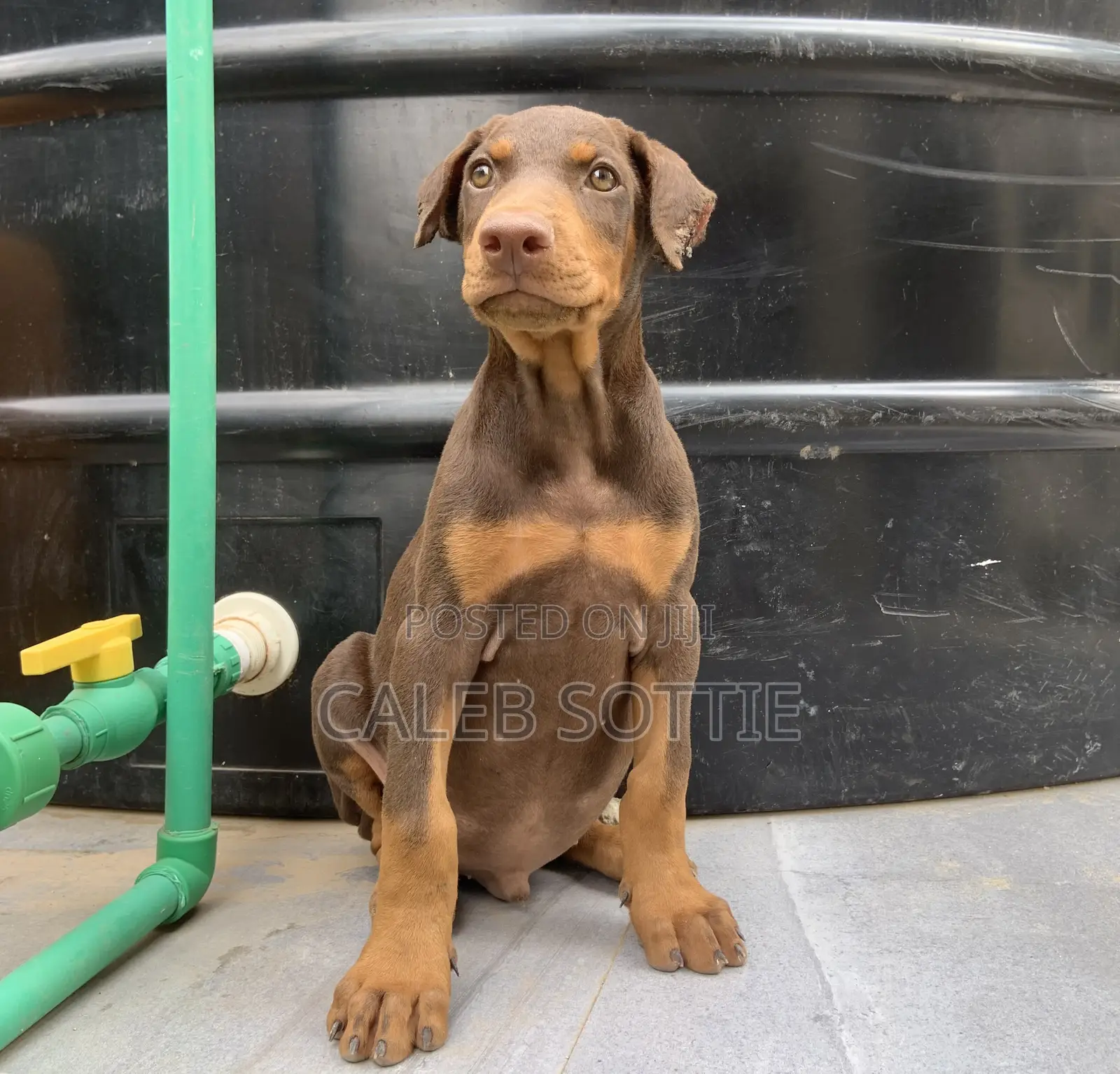 1-3 months Male Purebred Doberman Pinscher