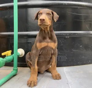 1-3 months Male Purebred Doberman Pinscher