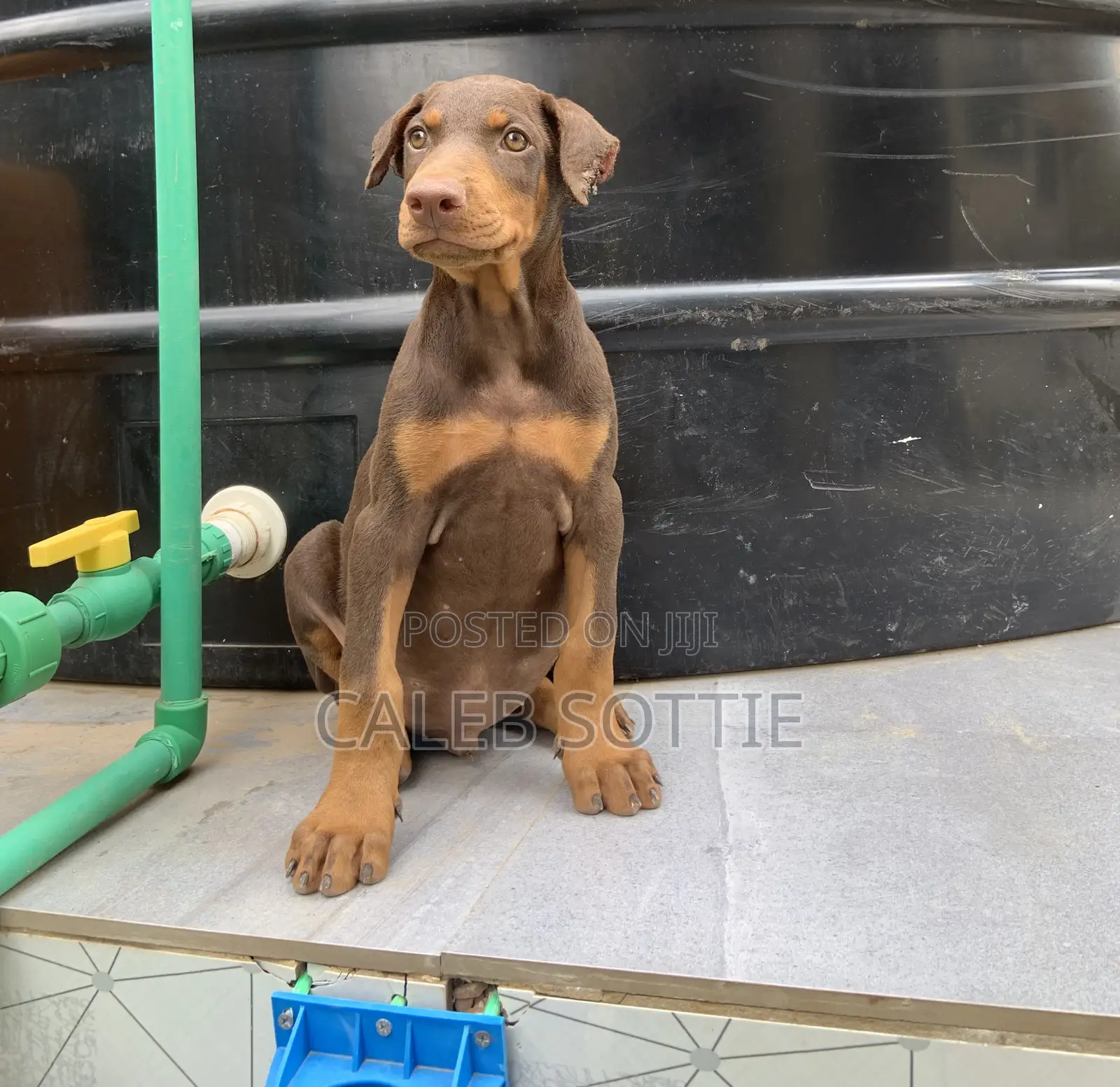 1-3 months Male Purebred Doberman Pinscher