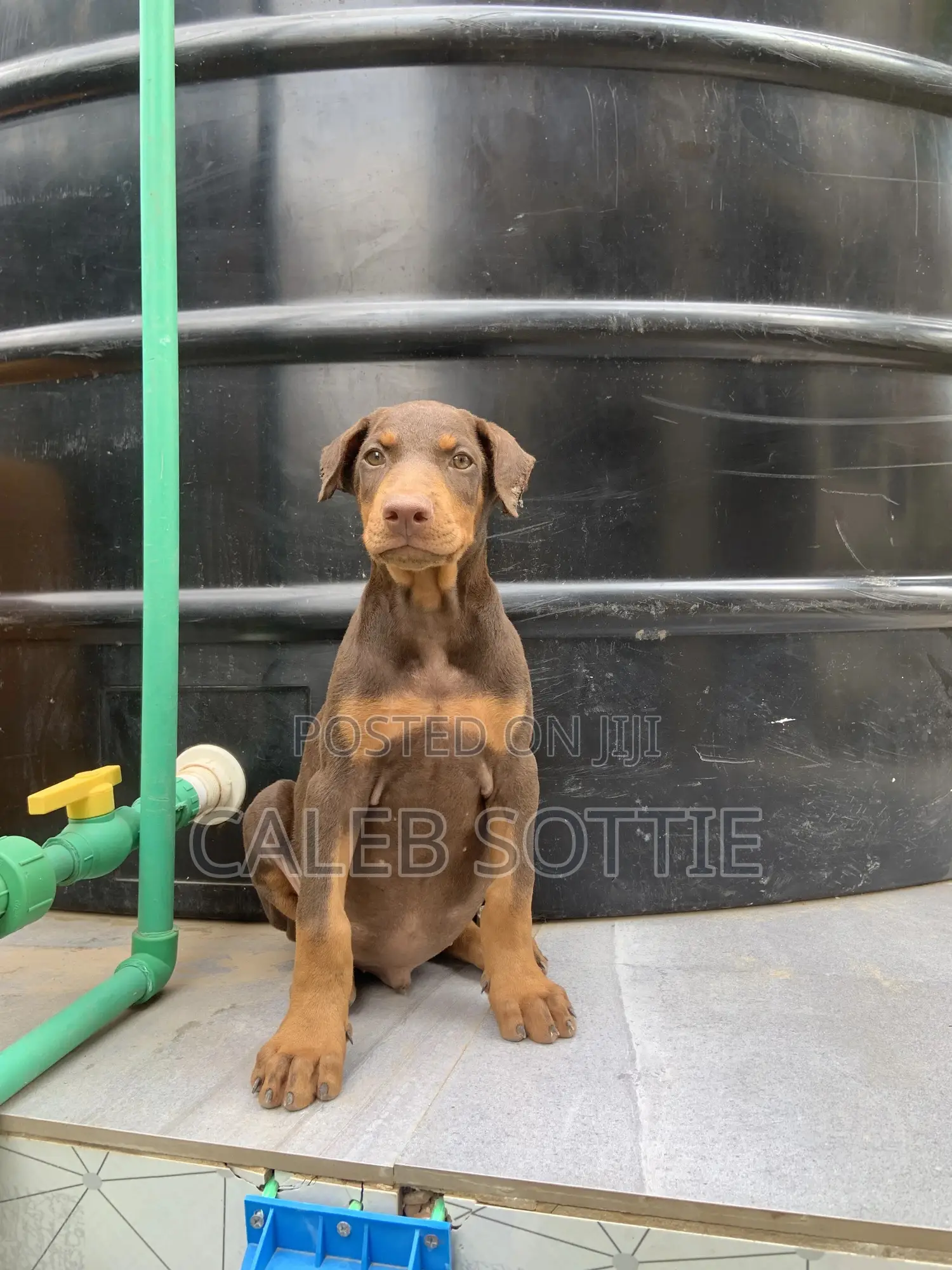 1-3 months Male Purebred Doberman Pinscher