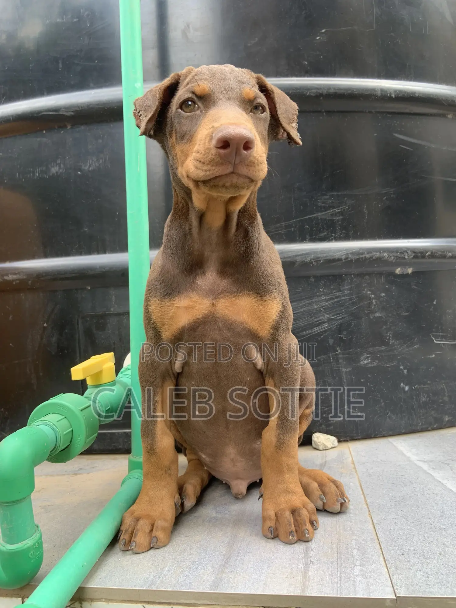 1-3 months Male Purebred Doberman Pinscher