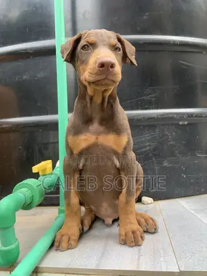 1-3 months Male Purebred Doberman Pinscher