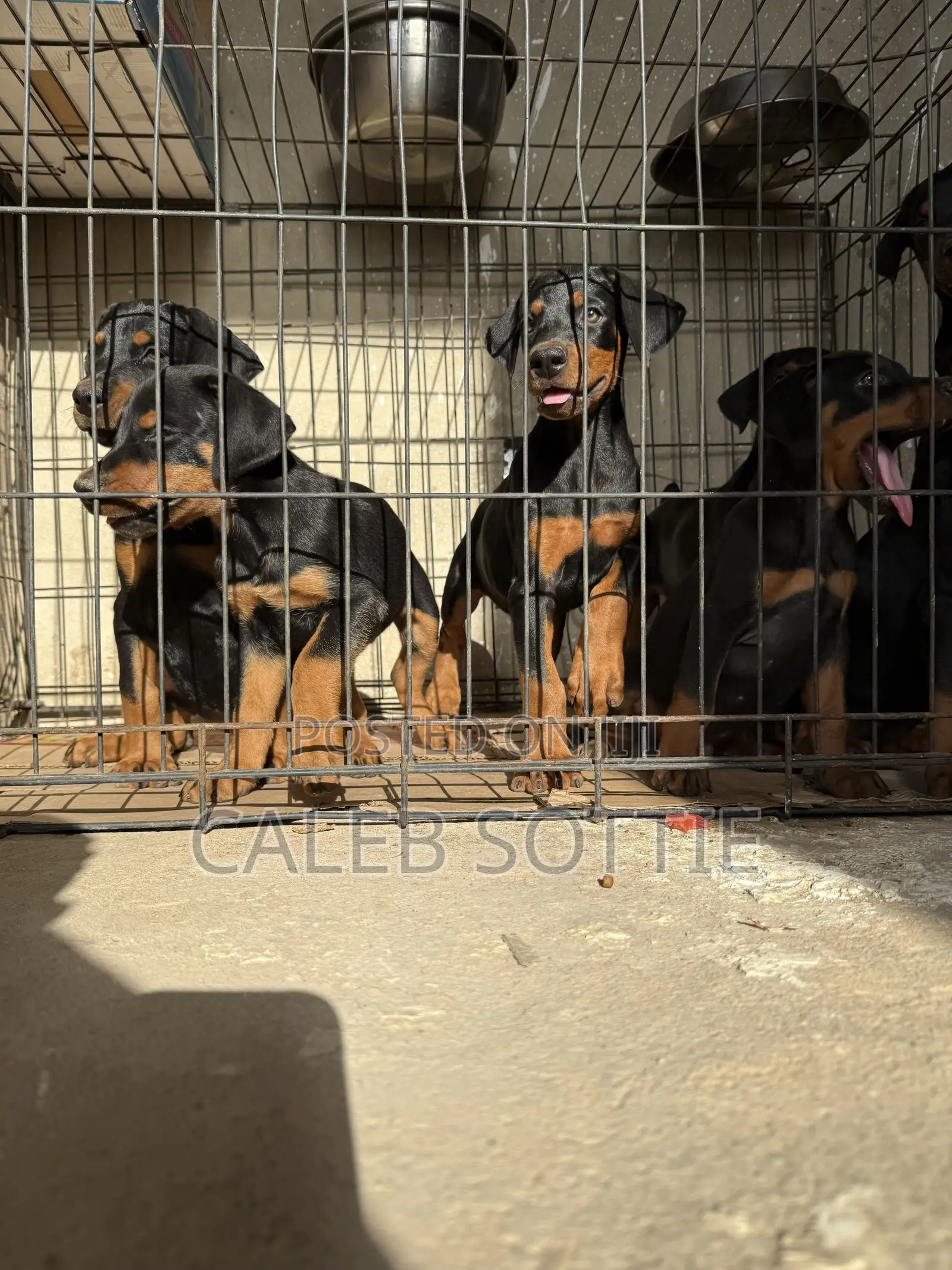 1-3 months Male Purebred Doberman Pinscher