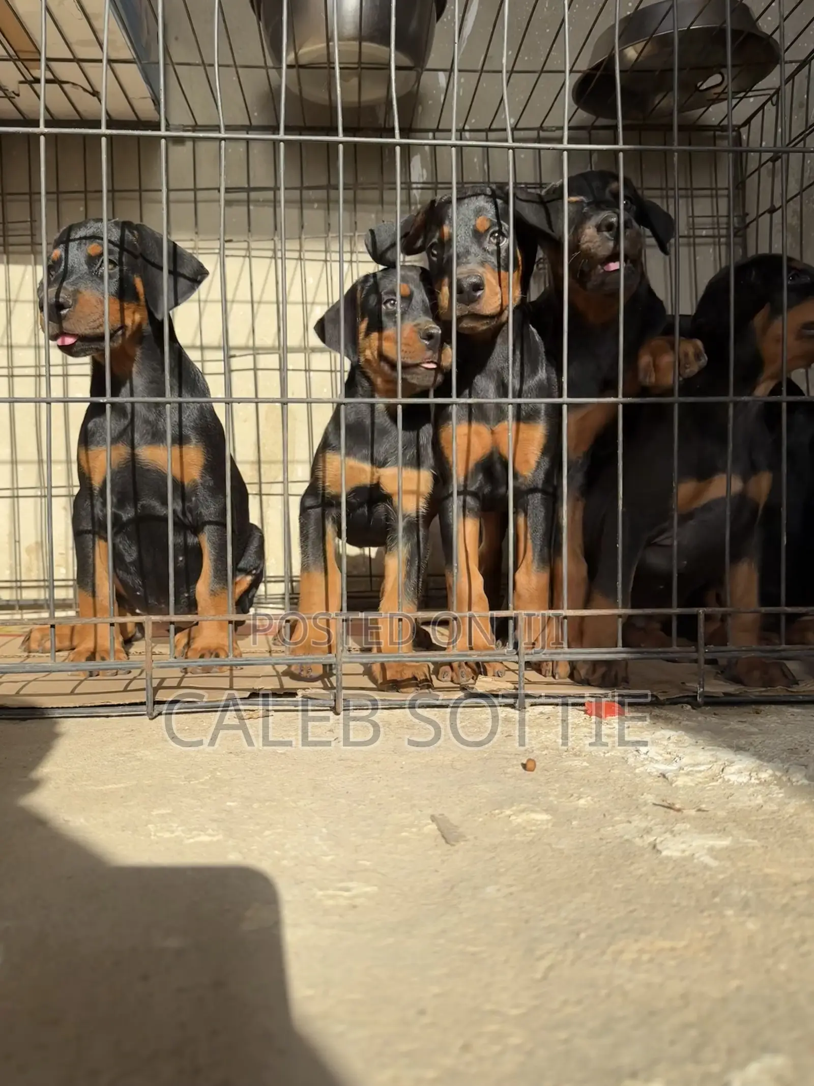 1-3 months Male Purebred Doberman Pinscher