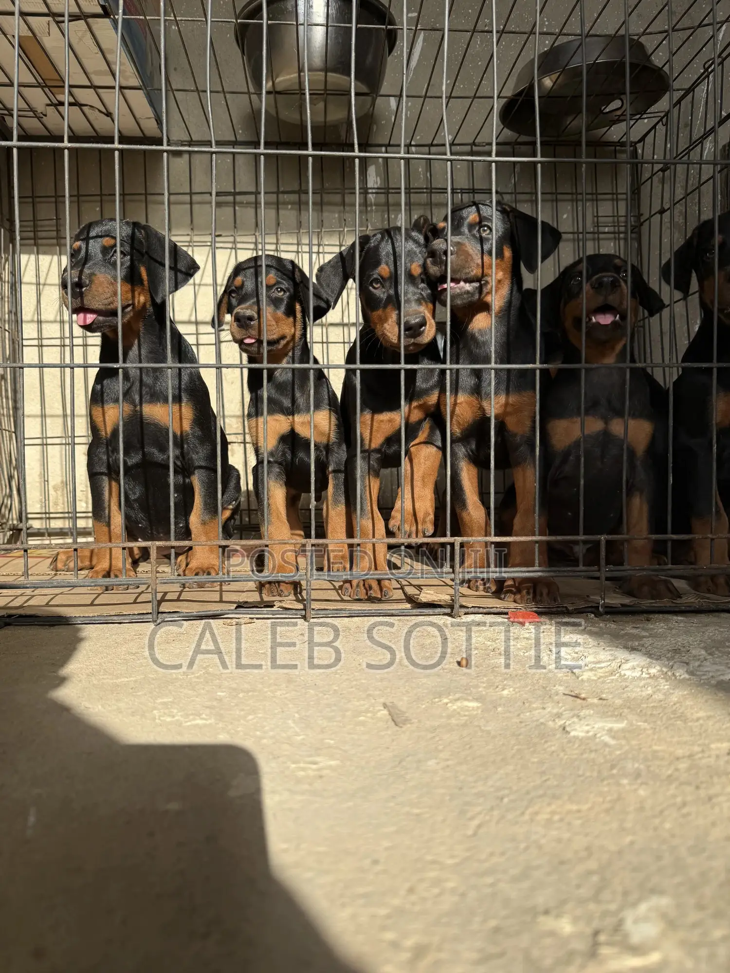 1-3 months Male Purebred Doberman Pinscher