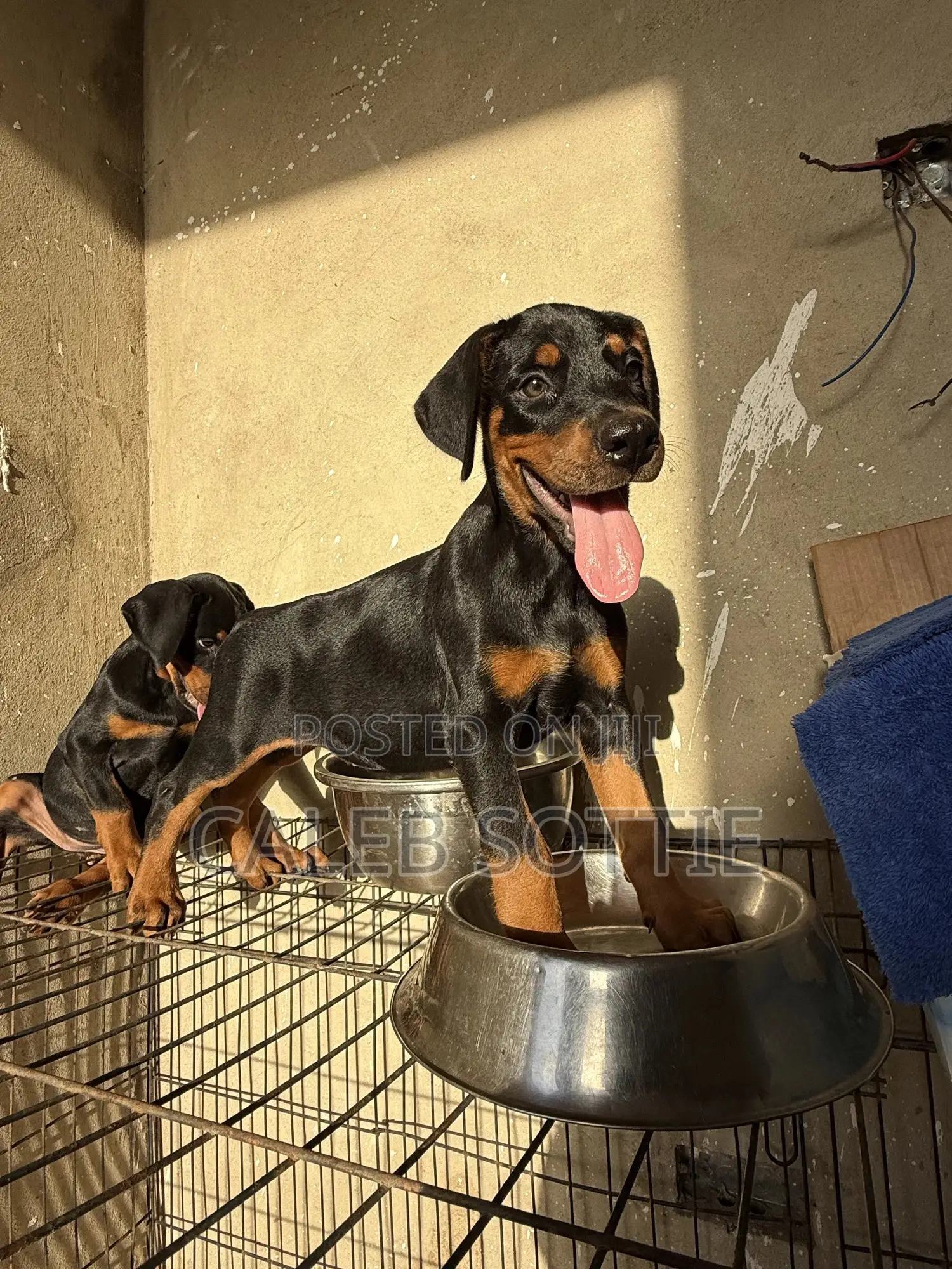 1-3 months Male Purebred Doberman Pinscher