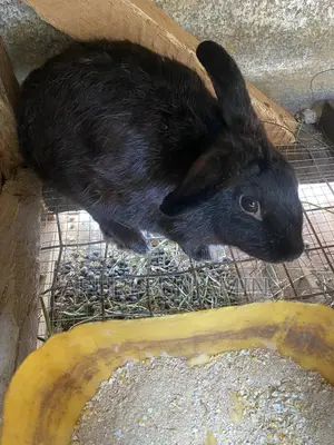 Ibrahim Farms
