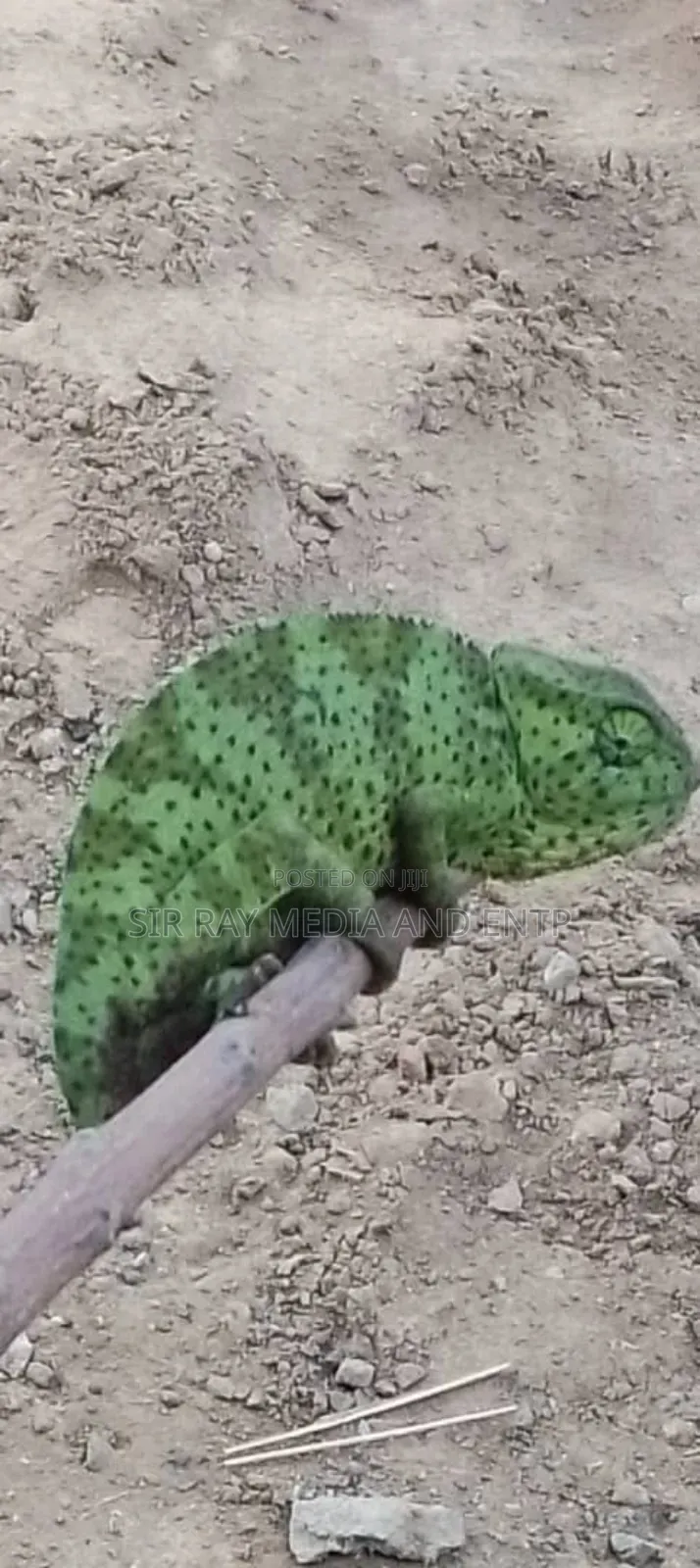 Chameleon Production Farms