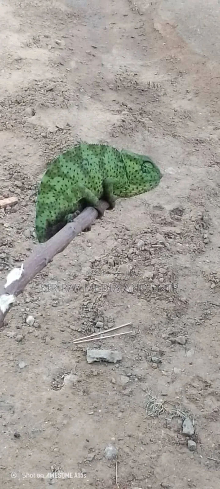 Chameleon Production Farms