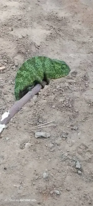 Chameleon Production Farms