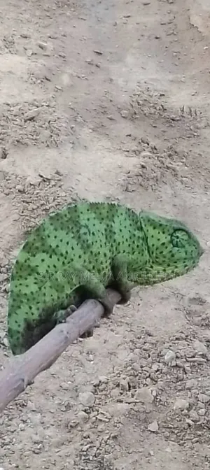 Chameleon Production Farms