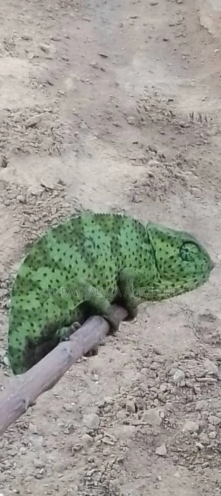 Chameleon Production Farms