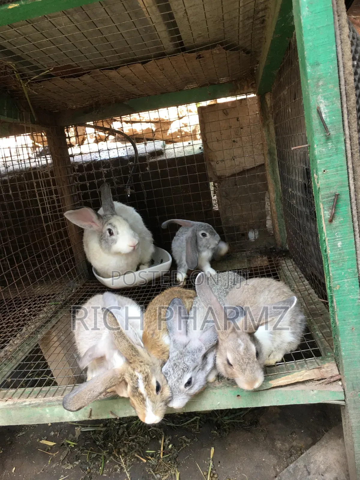 Rabbits For Sale