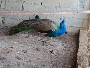 Blue Peafowls