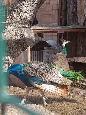 Blue Peafowls