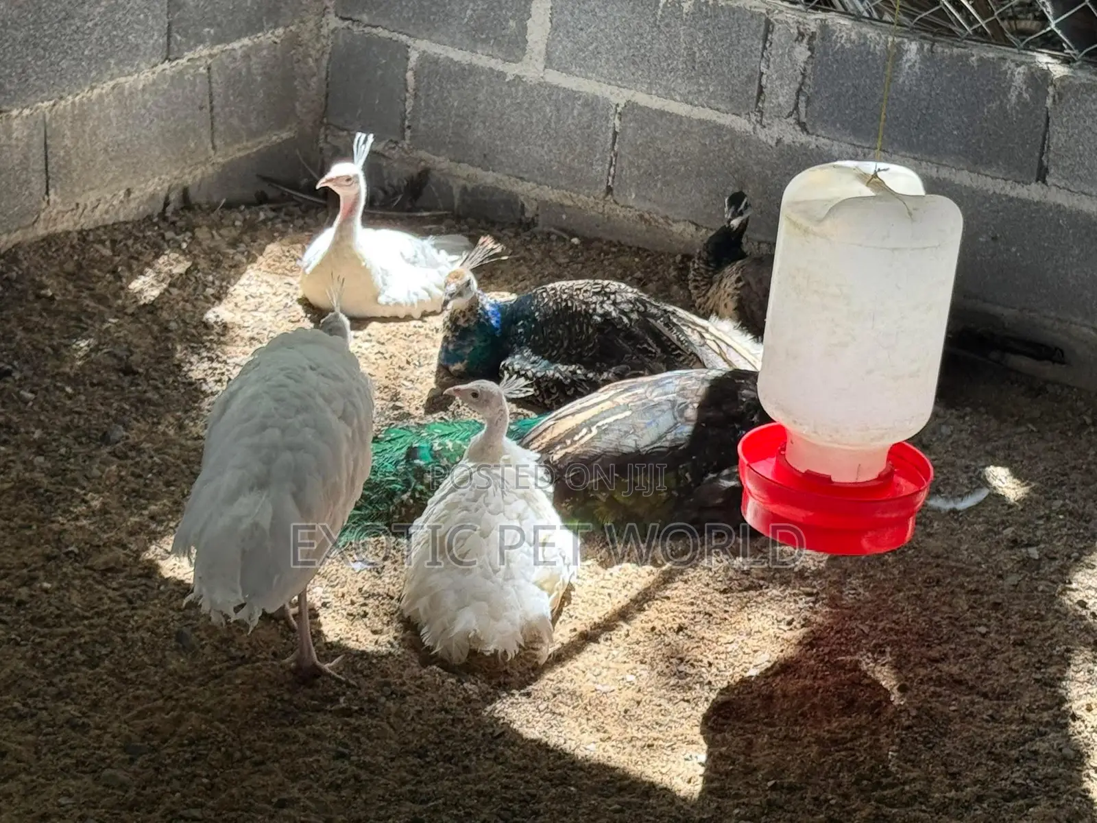Blue Peafowls