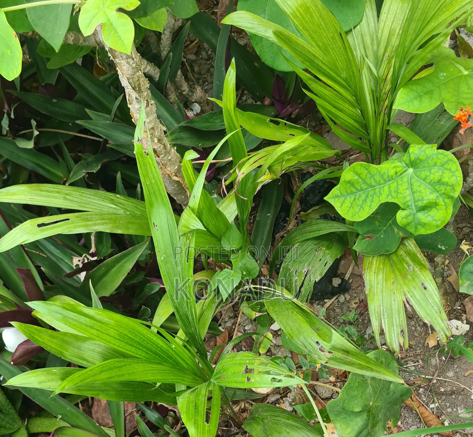 The African Oil Palm Tree (Palmnut and Palmwine)