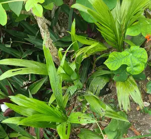 The African Oil Palm Tree (Palmnut and Palmwine)