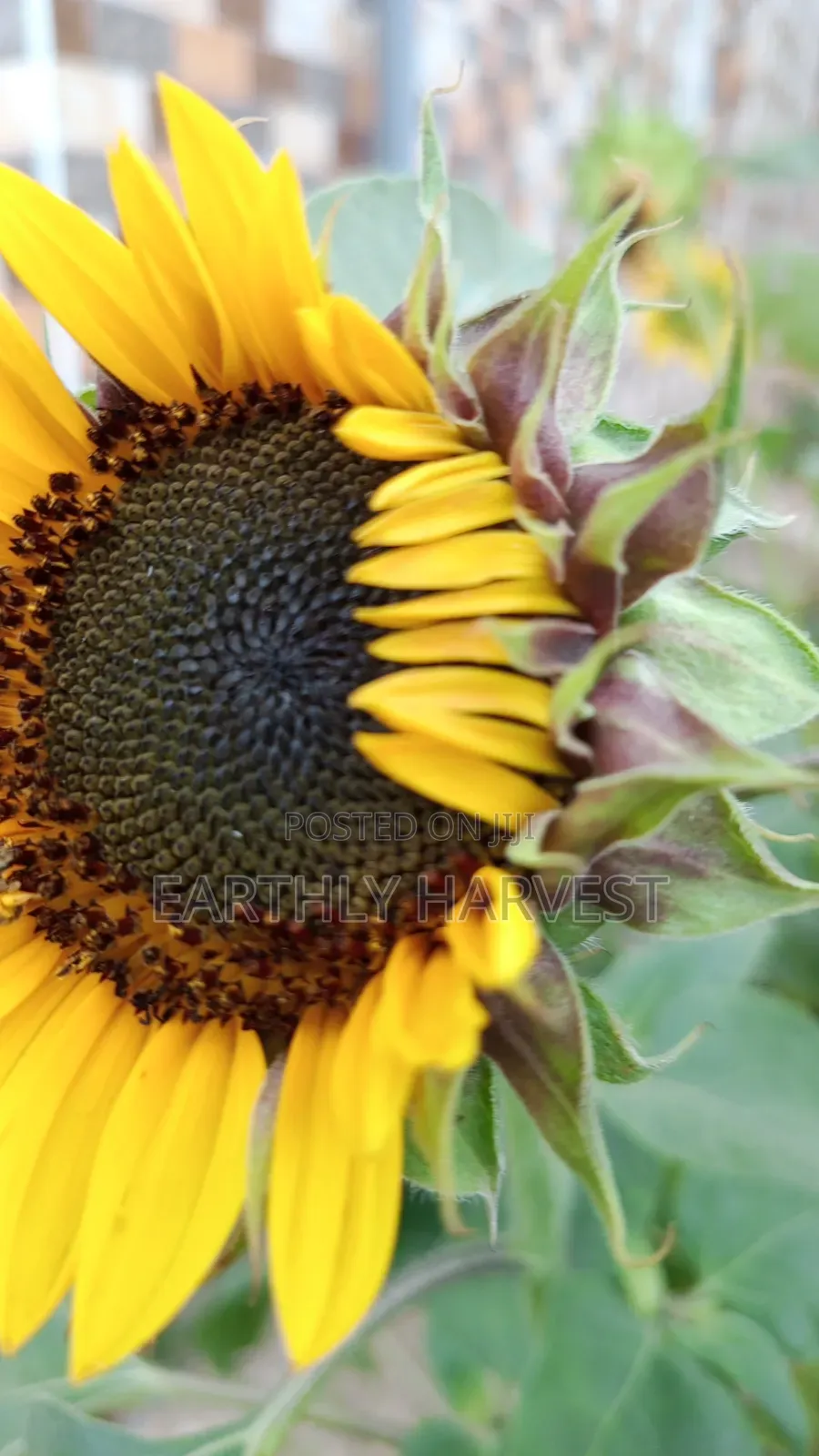 Sunflower Seeds for Planting