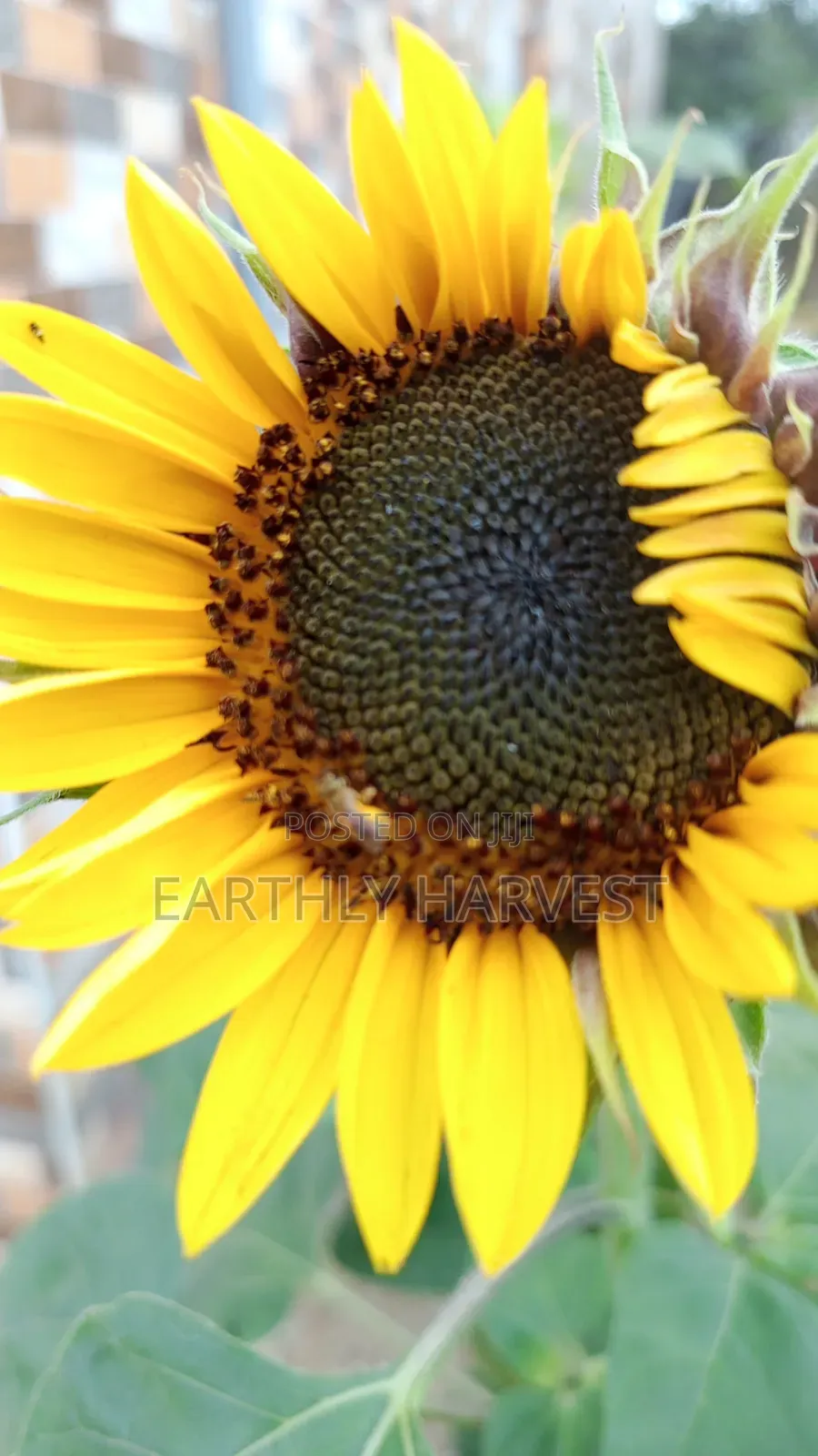 Sunflower Seeds for Planting
