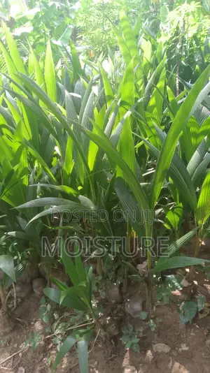 Coconut Seedlings of All Types