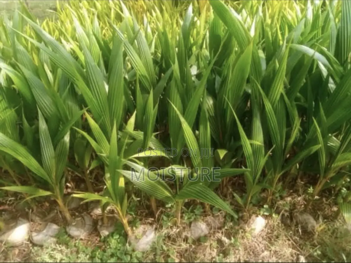 Coconut Seedlings of All Types