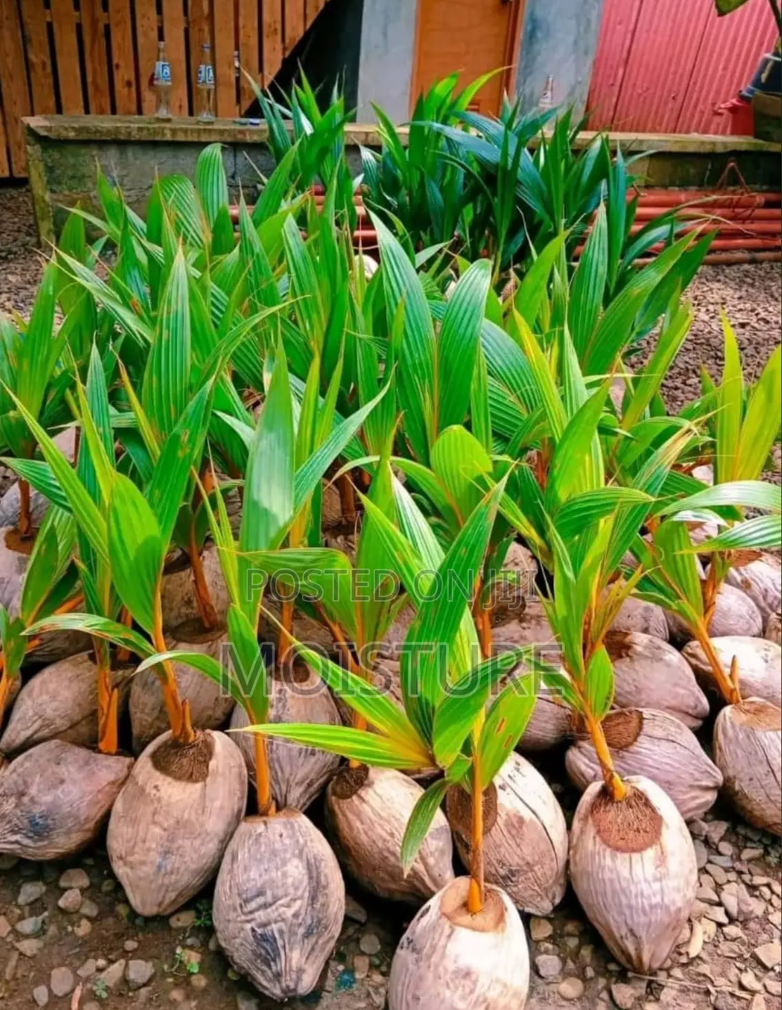 Healthy Hybrid Coconut (Yellow and Green).