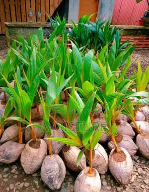 Healthy Hybrid Coconut (Yellow and Green).