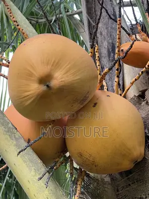 Healthy Hybrid Coconut (Yellow and Green).