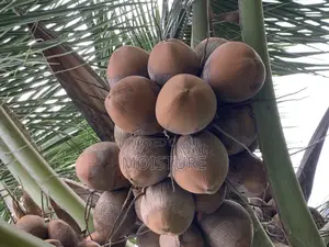 Golden,Yellow and Green Hybrid Coconut Seedlings of High Quality