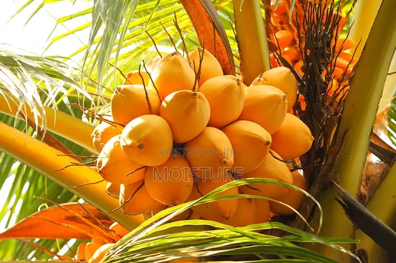 Golden,Yellow and Green Hybrid Coconut Seedlings of High Quality