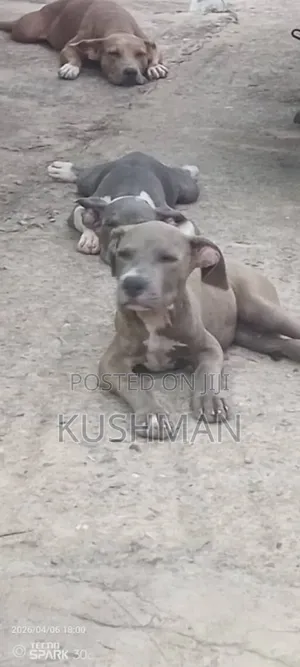 1-3 months Male Purebred American Pit Bull Terrier