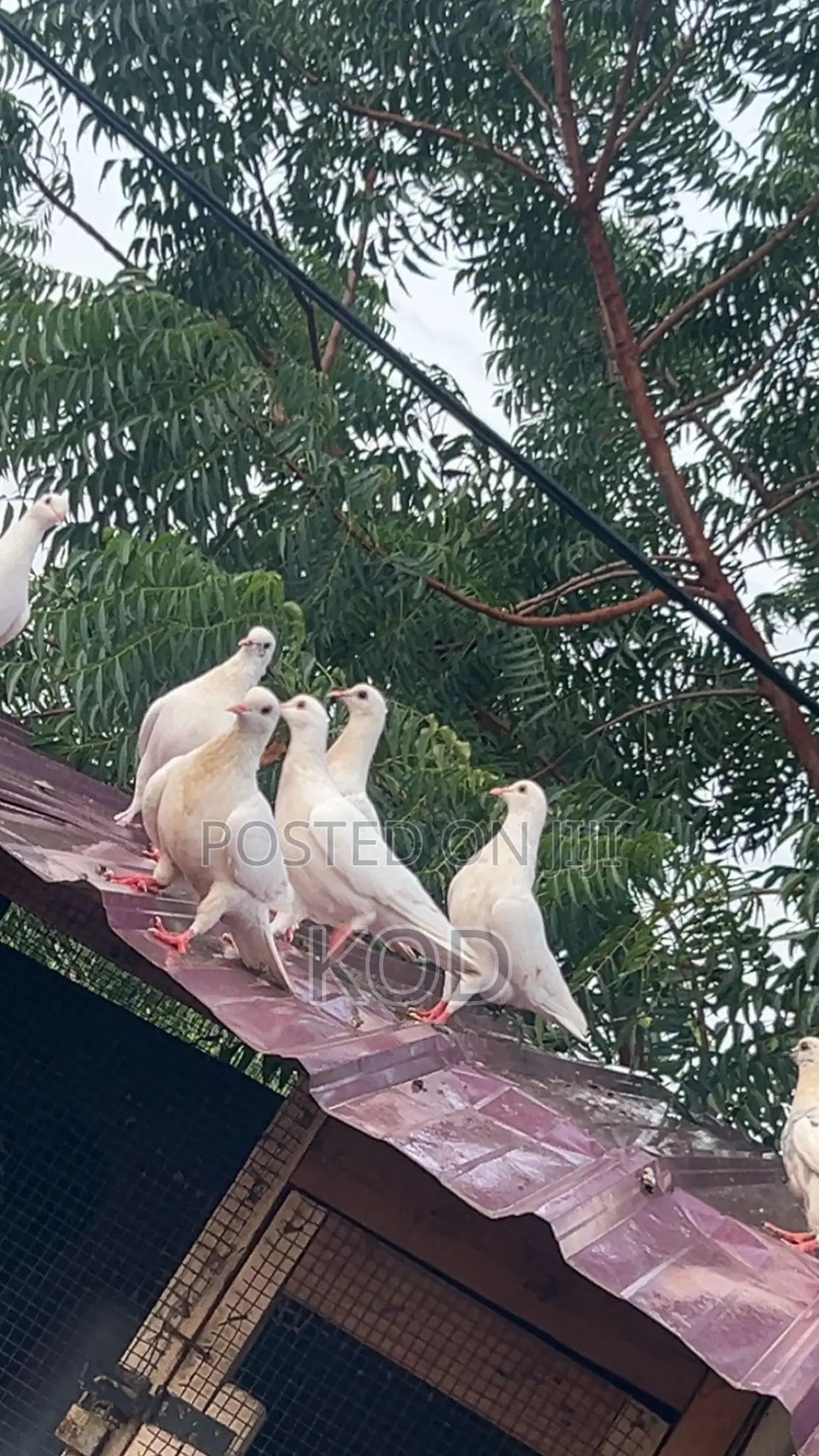 White Dove