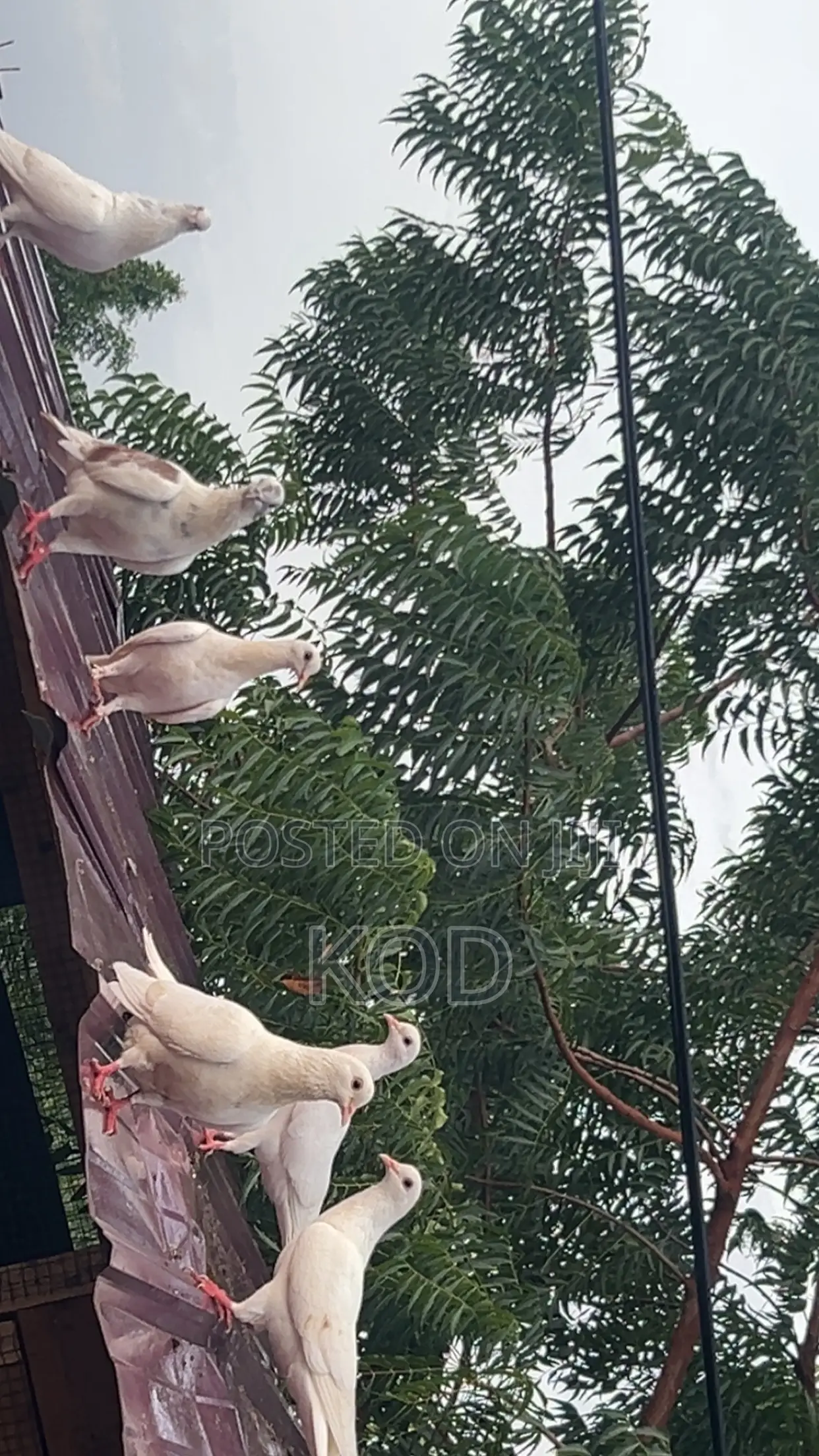 White Dove