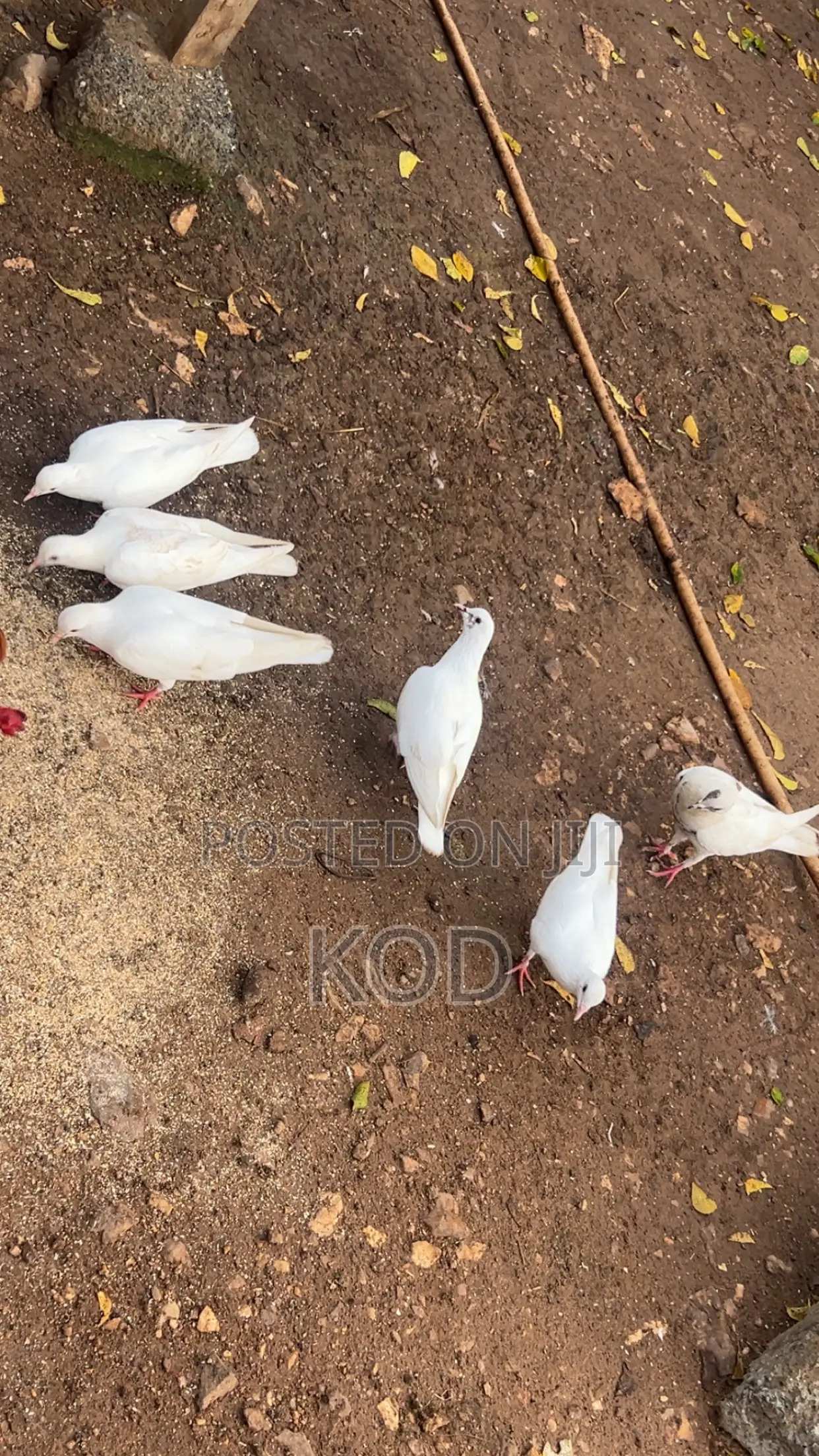 White Dove