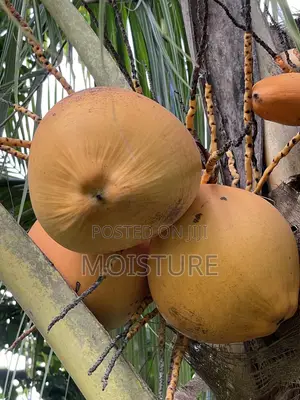 Healthy Hybrid Coconut (Yellow and Green).