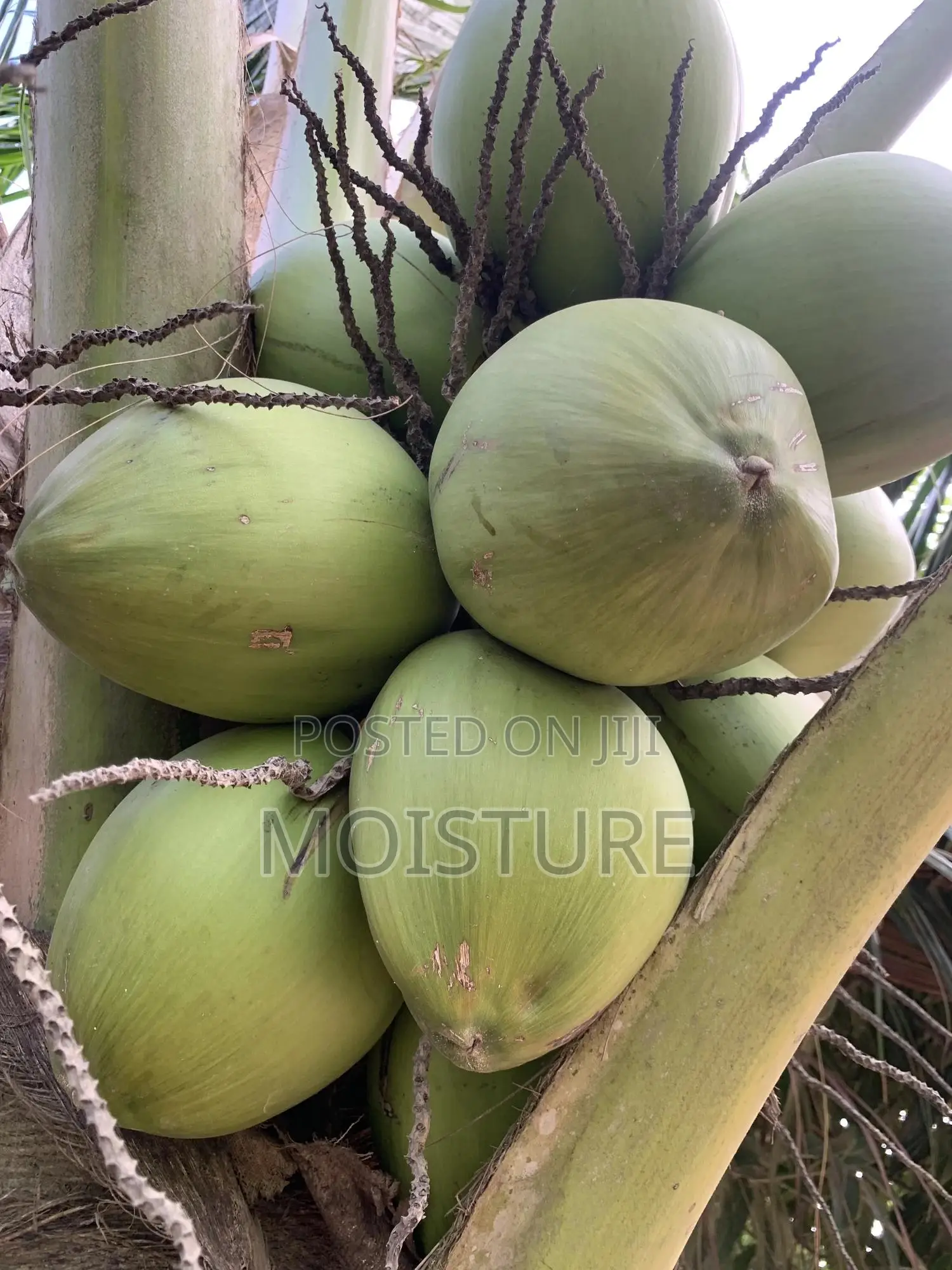 Golden,Yellow and Green Hybrid Coconut Seedlings of High Quality