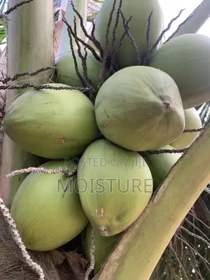 Golden,Yellow and Green Hybrid Coconut Seedlings of High Quality