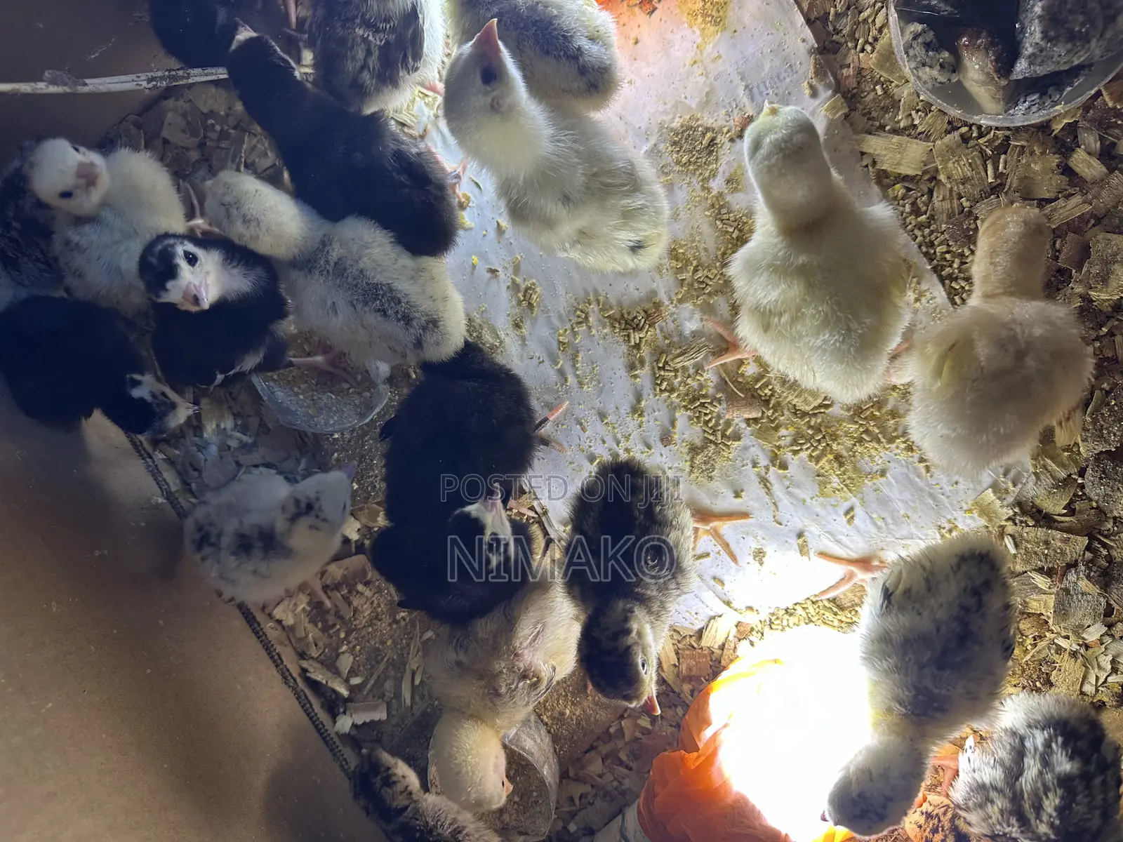 Turkey Poults (Day Old) for Sale Ghc60.
