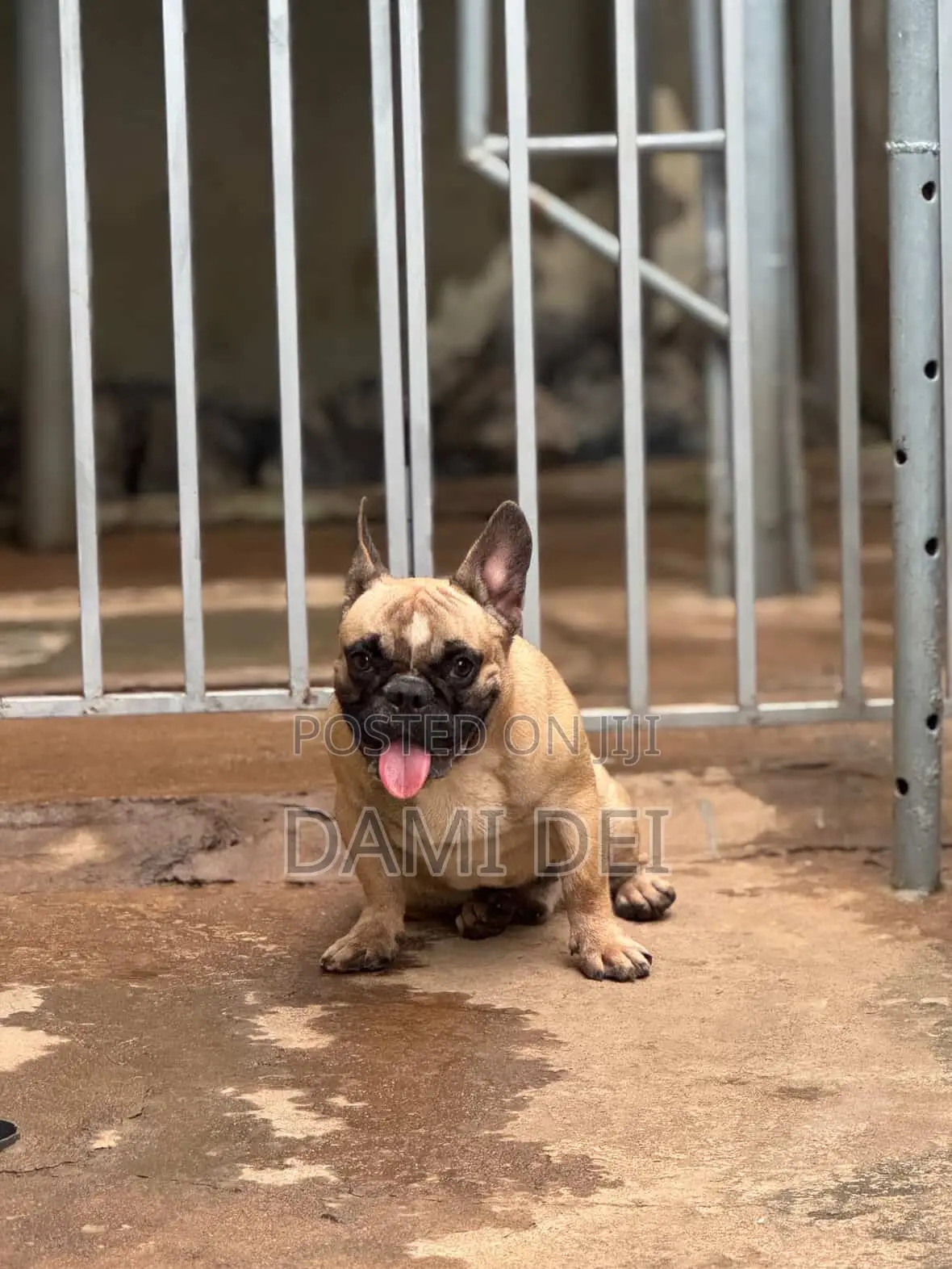 1+ year Male Purebred French Bulldog