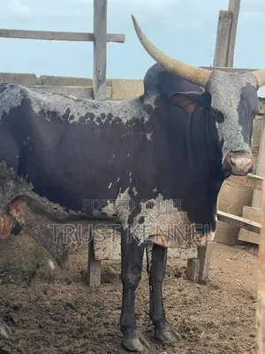 Healthy Cows