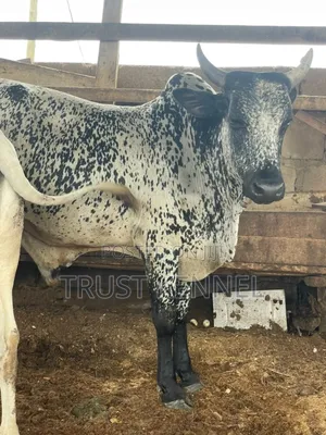 Healthy Cows