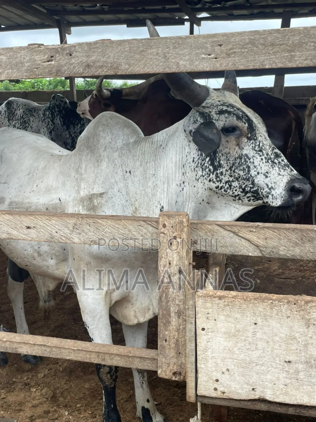 Heathy Cows
