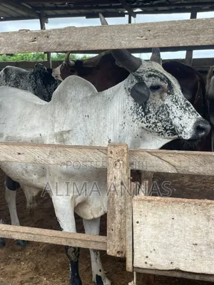 Heathy Cows