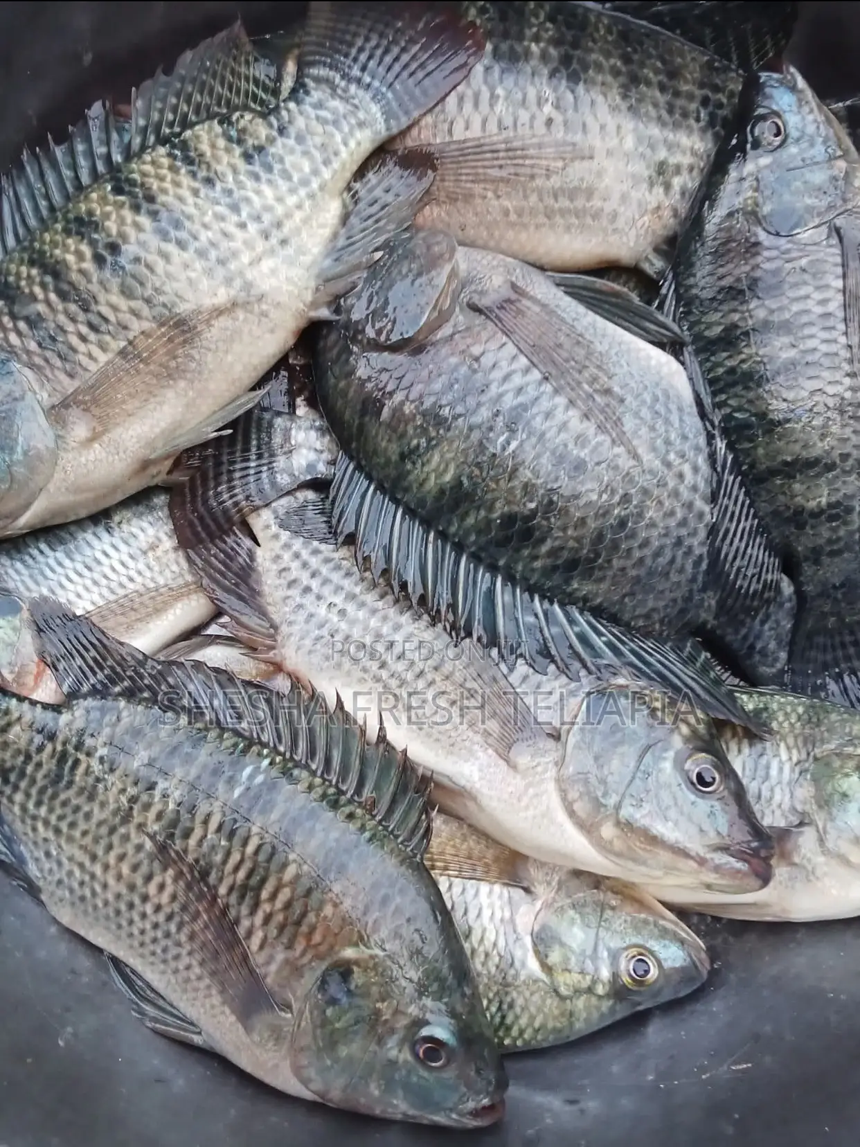 Shesha Fresh Tilapia