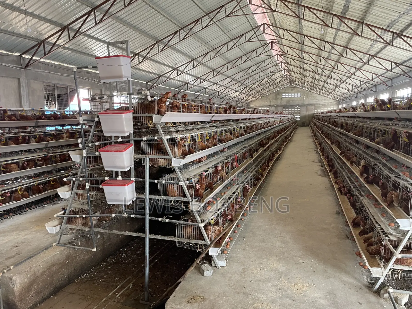 Battery Cages