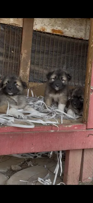 1-3 months Female Purebred Caucasian Shepherd