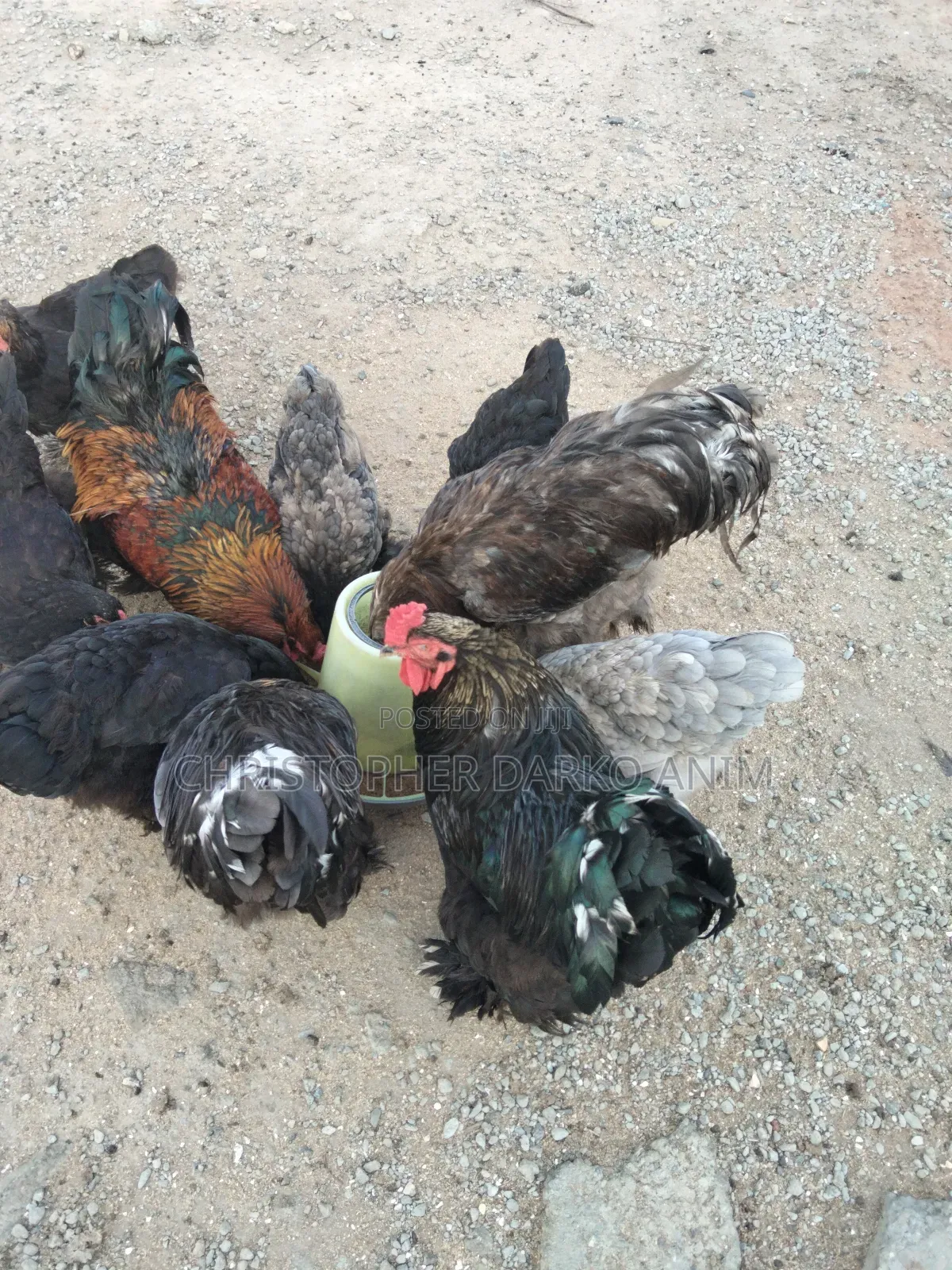 Brahma Chickens