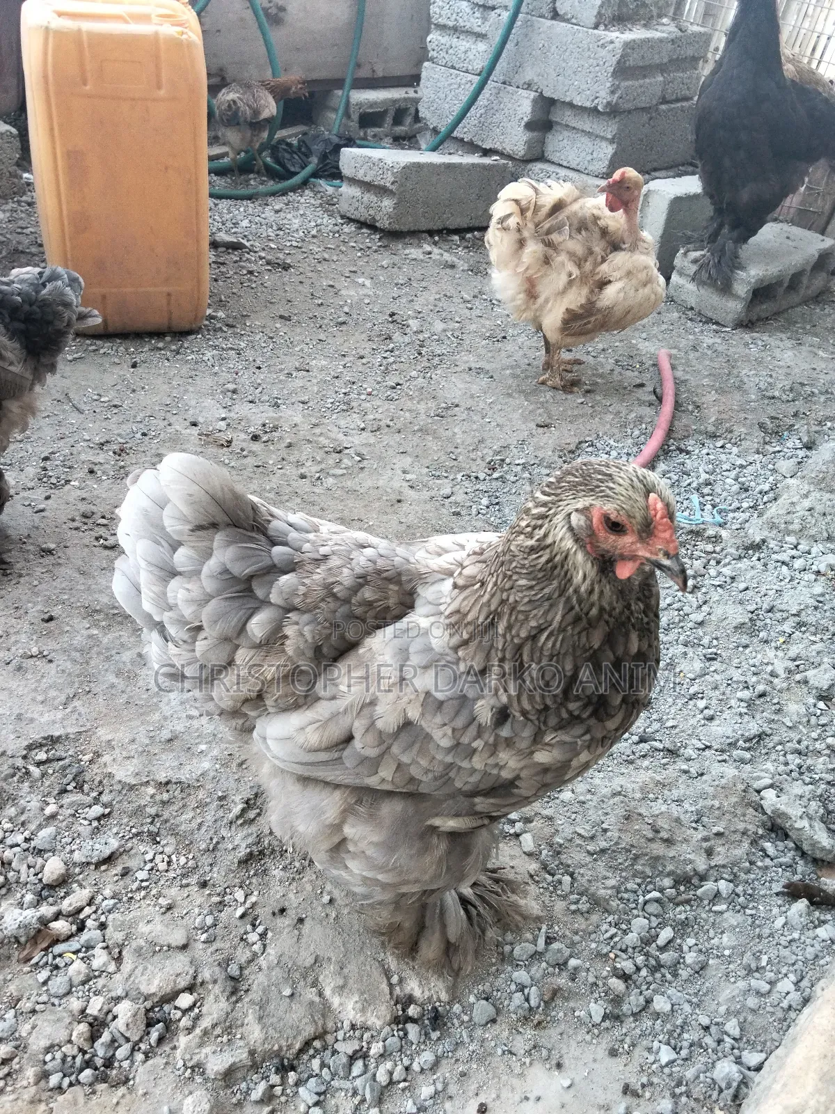 Brahma Chickens