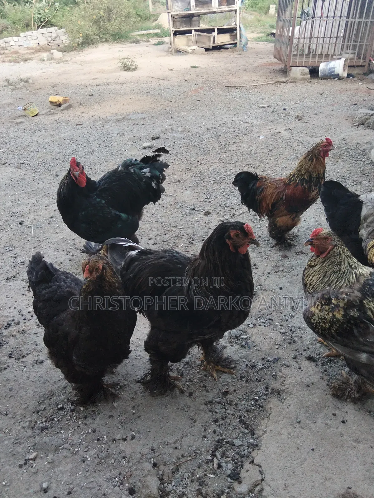 Brahma Chickens